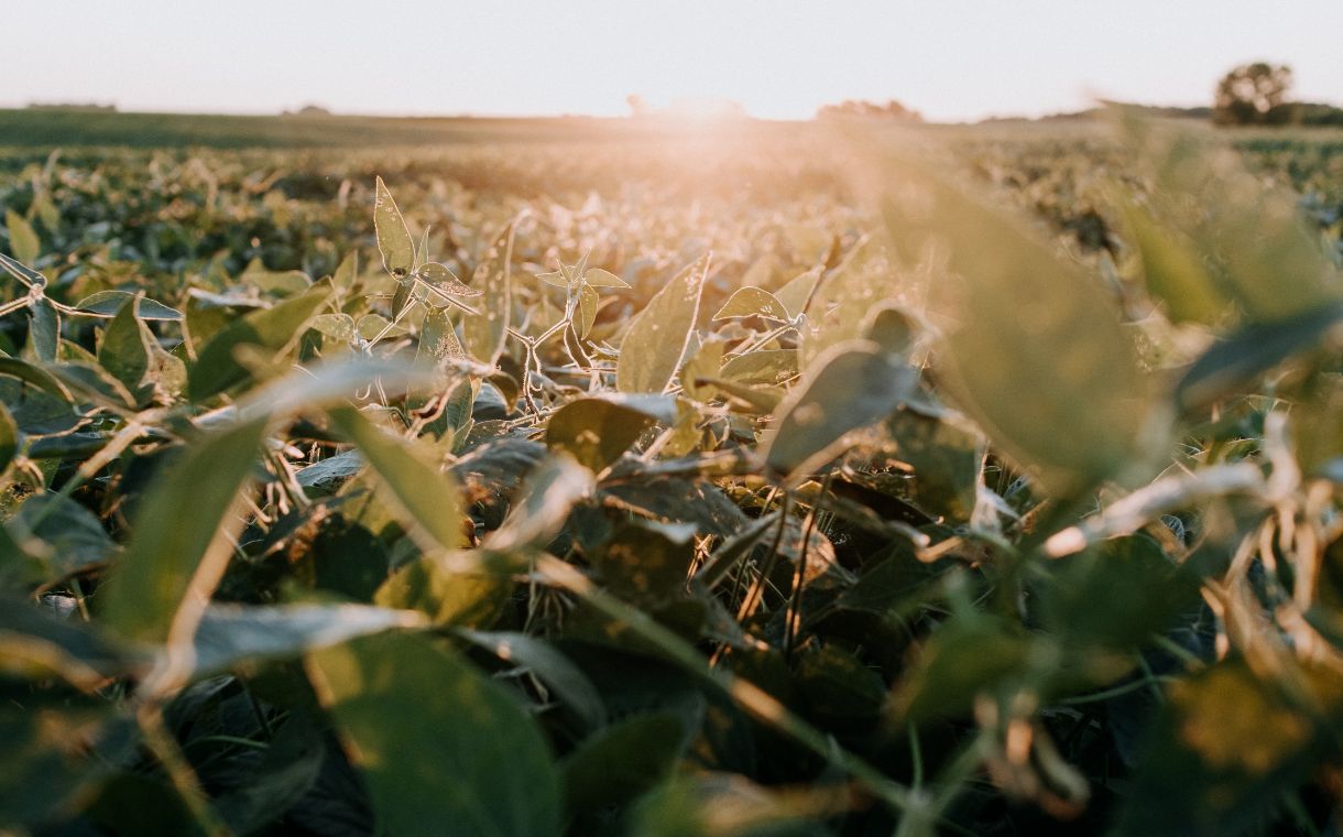 Purdue University receives $1.1m grant to further soy product innovation