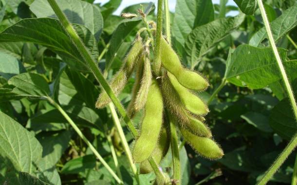 Opinion: Alternative proteins and the future of food security