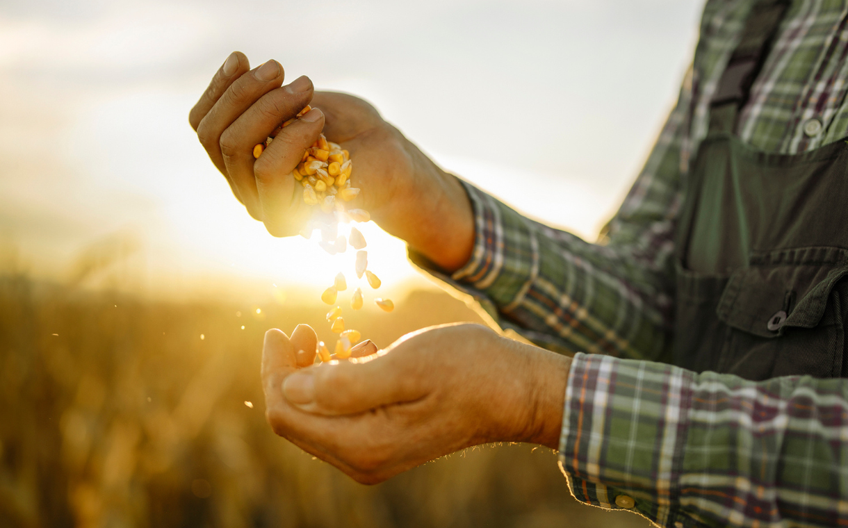 IngredientWerks produces “meaty corn”