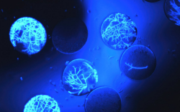 Nosh.Bio launches mycoprotein partnership with Ginkgo Bioworks