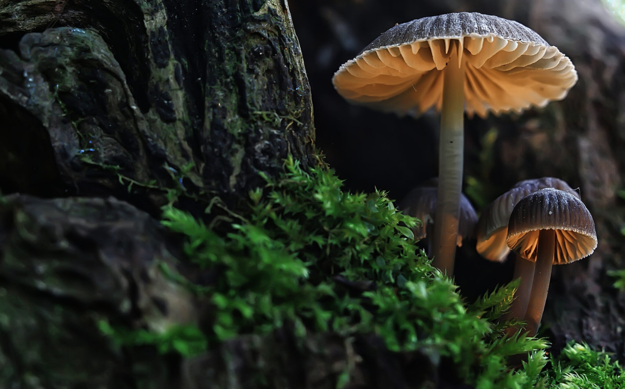 MycoTechnology announces leadership changes