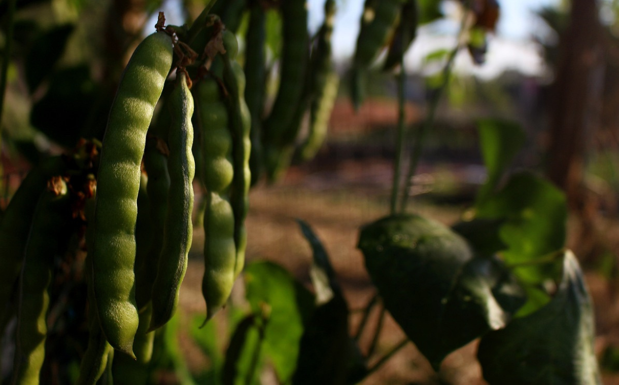 AI project to improve plant protein crop quality