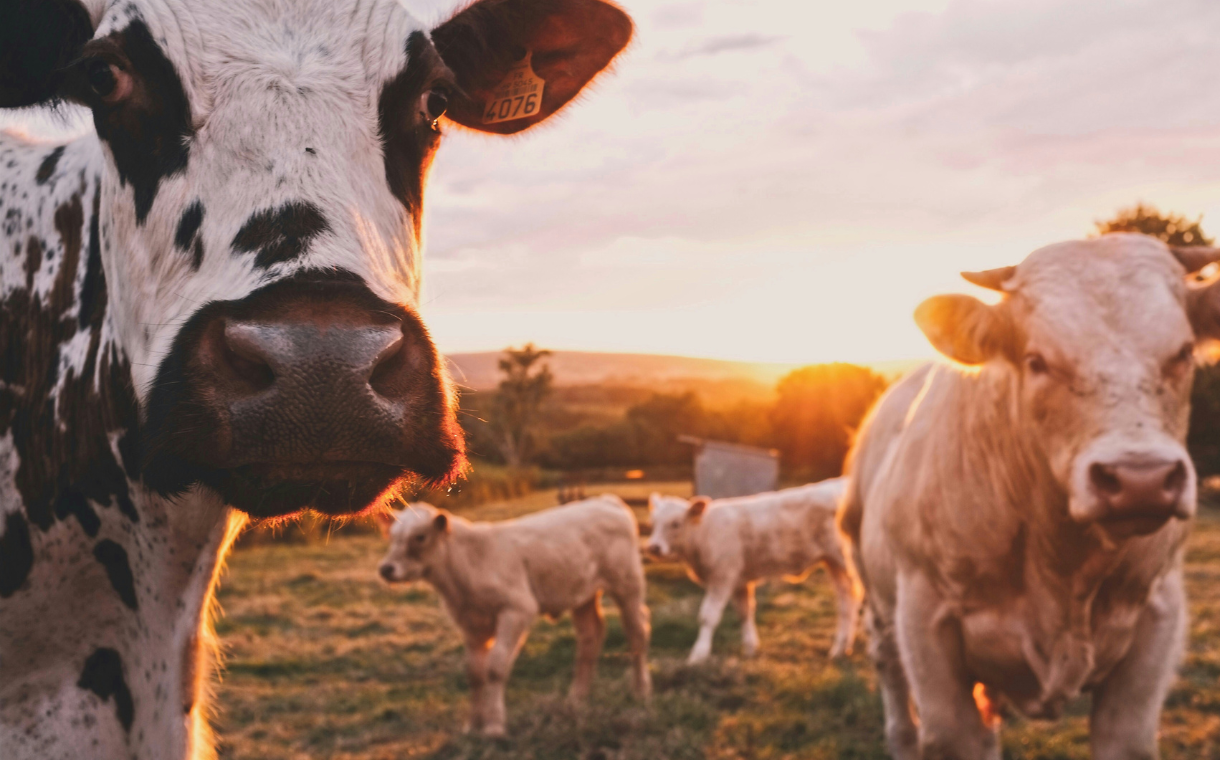 Research: Emissions from livestock sector must decline by 50% this decade, experts warn